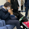 全台首隻駐點醫院 輔助治療犬歐巴要退休了