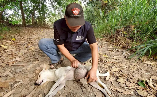 肚子掛著5公斤巨型腫瘤！高雄浪犬撐2年離世