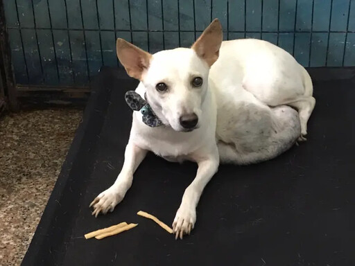 肚子掛著5公斤巨型腫瘤！高雄浪犬撐2年離世
