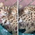中部獵捕集團賣貓狗肉 連石虎都被吃了