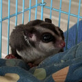 苗栗飼主離世「留3隻蜜袋鼯」 4/28可認養