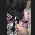 逼老狗抽煙吃檳榔遭肉搜！結局大反轉