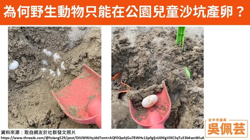 公園玩沙坑竟挖到烏龜蛋!議員促蓋龜產房