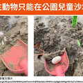 公園玩沙坑竟挖到烏龜蛋！議員促蓋龜產房