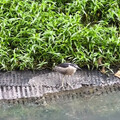 「企鵝」偷吃魚？動保員傻眼揭真相