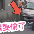 男子帶狗行竊白沙屯香客車 汪汪成破案線索