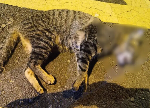 疑不滿愛媽餵食 浪貓誤食毒藥死不瞑目