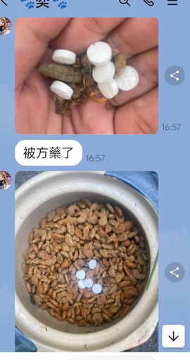 疑不滿愛媽餵食 浪貓誤食毒藥死不瞑目