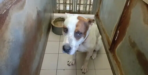 混種比特犬攻擊人與老狗 飼主見狀竟落跑