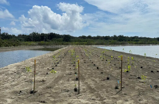台灣大啟動藍碳紅樹林復育 魚塭轉研究基地