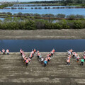 台灣大啟動藍碳紅樹林復育 魚塭轉研究基地