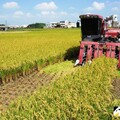 114年2期「水稻收入保險」 6/1起受理投保