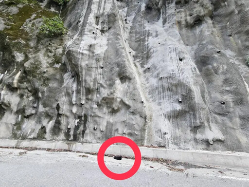 疑墜落致死!南橫公路驚見台灣黑熊幼熊遺體
