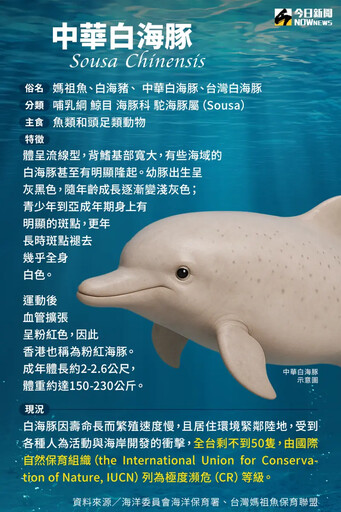 風機插滿白海豚家園 環團槓環境部3爭議