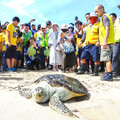 海洋保育署攜手澎湖縣政府辦野放海龜行動