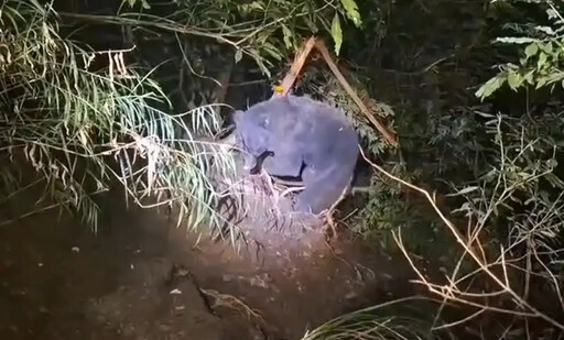 台灣黑熊受困武陵山莊 獸醫連夜救援搶命