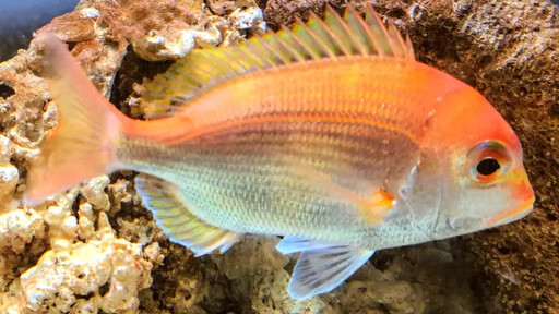 培育新里程碑 水試所成功育成赤鯮魚苗