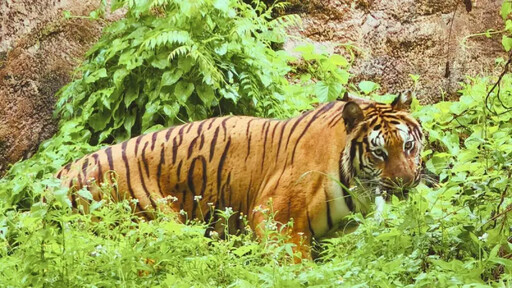 壽山動物園暑假兒童免費入園、延長開放時間