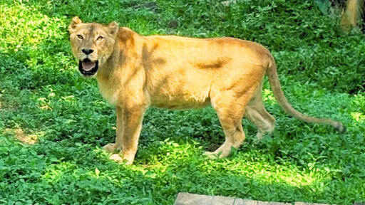壽山動物園暑假兒童免費入園、延長開放時間