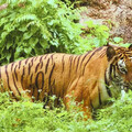 壽山動物園暑假兒童免費入園、延長開放時間