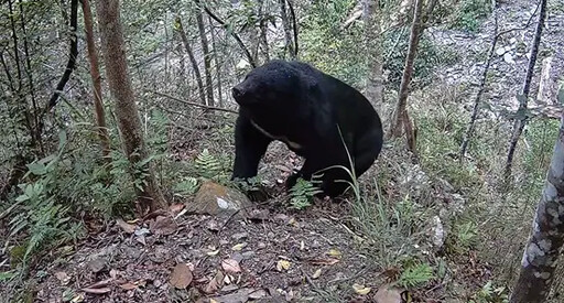 台灣黑熊現身!還有山羌、野豬超珍貴畫面曝