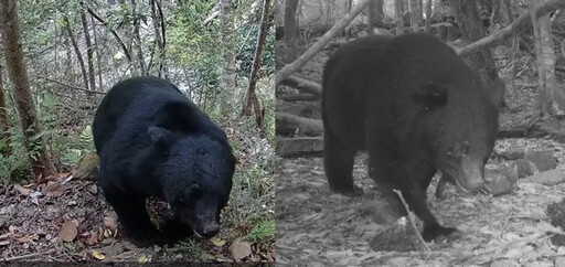 台灣黑熊現身!還有山羌、野豬超珍貴畫面曝