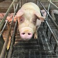 豬價攀高！農業部：預計10月回歸常態