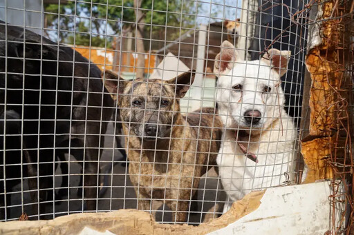 挺國際流浪動物日！簡單一步驟愛心捐糧贈點