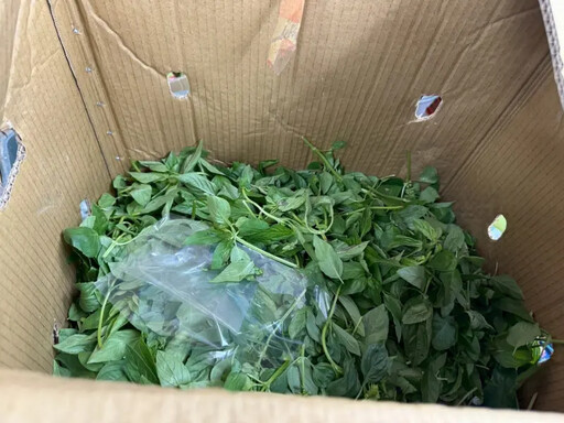 北市生鮮不合格率破三成 九層塔違規數最多