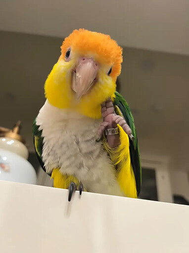世界寵物鳥日！「非犬貓寵物登記站」上線了