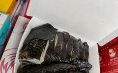 北市稽查！烏骨雞驗出沙門氏菌