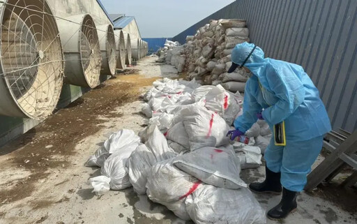 彰化再爆禽流感疫情 撲殺芳苑上萬隻蛋雞