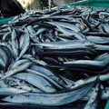 消基會抽查5類水產重金屬含量 鎘、鉛超標