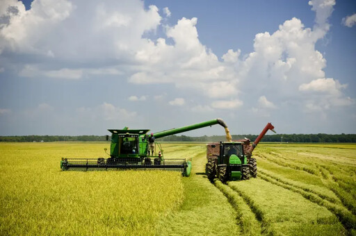 從加州到台灣 美國米展現多元風味與穩定