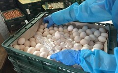 雞蛋檢出芬普尼 9項蛋品急回收