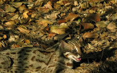 睽違31年！石虎現蹤阿里山1752公尺處畫面曝