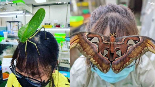 北市動物園舉辧昆蟲嘉年華 昆蟲秘密繁殖基地首亮相