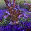 離岸風電首例！沃旭能源獲生物多樣性銀獎