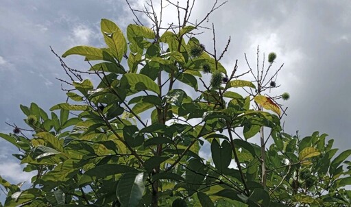 紅毛丹受災情形 高雄市爭取丹娜絲颱風致災第六波農損救助7/31起受理