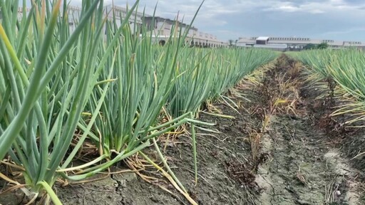 憂心「蔥蔥」!青蔥飆372元 菜價近十年最高