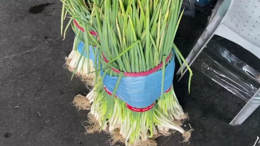 憂心「蔥蔥」!青蔥飆372元 菜價近十年最高