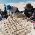 全台6處棲地 海龜產卵創新高
