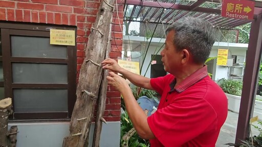 奇景！木螺絲樹幹曝光 大自然工藝讓遊客驚呼