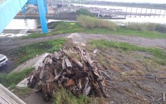 護命最重要！濁水溪漂流木自由撿拾公告失效