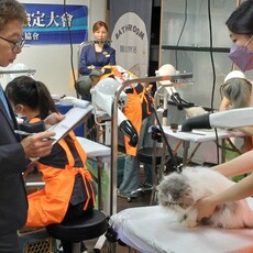 角落貓學堂 聯手 KCT 推出「貓美容檢定」 掀起新職種浪潮