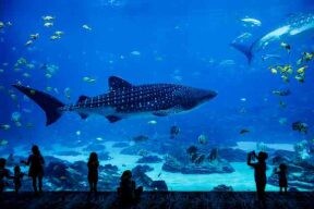 和魚兒一起暢遊吧！網友盤點五大「水族館」你去過哪些？