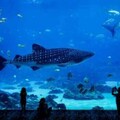 和魚兒一起暢遊吧！網友盤點五大「水族館」你去過哪些？
