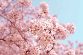 2024櫻花季開跑！精選10大「賞櫻景點」遊粉色仙境