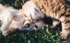 毛孩的健康殺手！網議12種貓狗「常見疾病」須當心