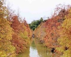 全台TOP8落羽松景點 季節限定金紅樹海別錯過！